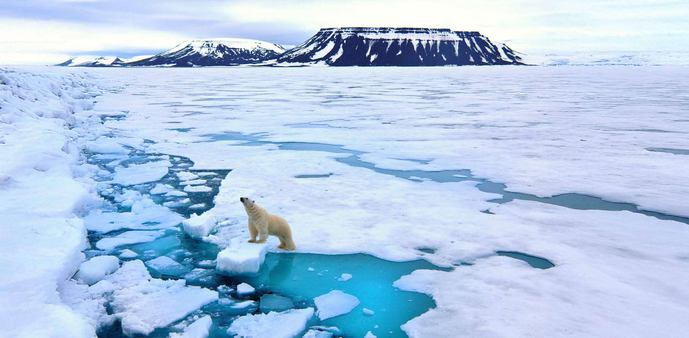 Climate Action & Net Zero